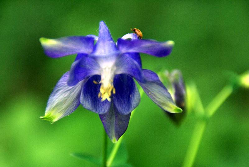 Unser Orchideenpark Bild Nr.076